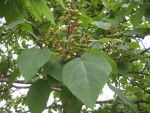 arbre.jpg