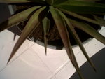 IMG00140-20110703-1514.jpg