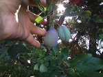Prunes.jpg