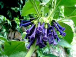DSC00293.JPG