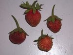 100_1109.jpg