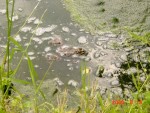 DSC00917.JPG
