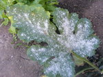 Courgettes