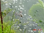 DSC00916.JPG