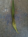Une feuille presque sèche et déjà tombée.