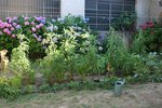 IMG_0368.JPGbis.jpg
