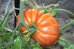 IMG_0372.JPGbis.jpg