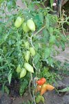 IMG_0374.JPGbis.jpg