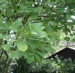 DSC03111 - Copie.JPG