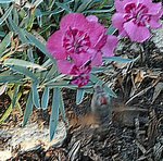 P1020959_2.jpg