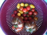 tomato.jpg
