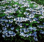 Hortensia 'Mariesii Perfecta'.jpg