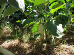 DSCF1211.jpg