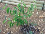 2011-07-06 20.05.47.jpg