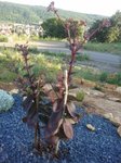 2011-07-06 20.04.40.jpg