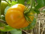 summer cider apricot.jpg