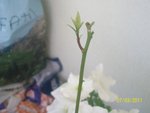 100_0568 (Copier).JPG