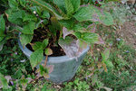 hortensia 1