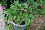 hortensia 1 ( 2).jpg