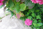 hortensia 2 (1).jpg