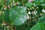 hortensia 2 (2).jpg