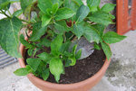 hortensia 3.jpg