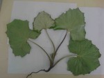Face inférieure des feuilles