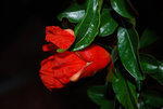 fleur