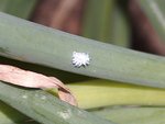 cochenille.jpg