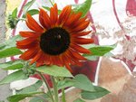 img_0774.jpg