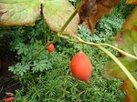 DSC01227.JPG