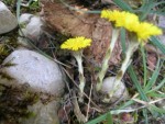 med-Visoflora-fleur-et-tige-de-tussilage-132.jpg