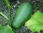 P1020865 - Copie.JPG