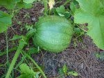 P1020866 - Copie.JPG