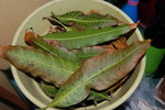 tas de feuilles