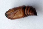 DSCN5232-w.jpg