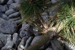 Branches