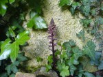 DSC04464.jpg