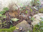 DSC04473.jpg