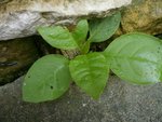 phytolacca0.JPG