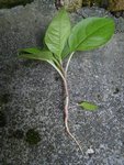 phytolacca1.JPG