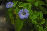 CIMG2325-2.JPG