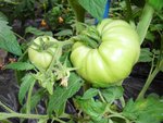 jolies tomates mais désesperemment vertes...