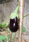 1ère aubergine qui grandit avec plusieurs bébés aubergines autour