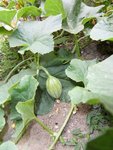 un des 5 bébés melons