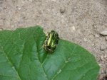 insecte à identifier