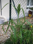 DSCF0003.JPG