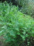 DSCF0001.JPG