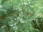 P1440248 - Copie.JPG