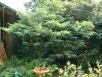 P1440238 - Copie.JPG